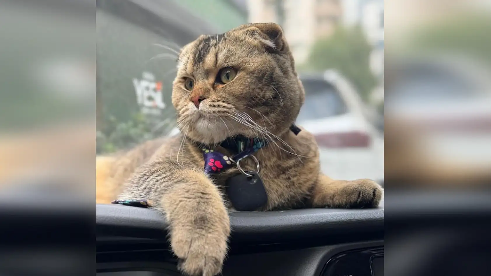 Kayıp kedi bulunmazsa kocası boşayacak