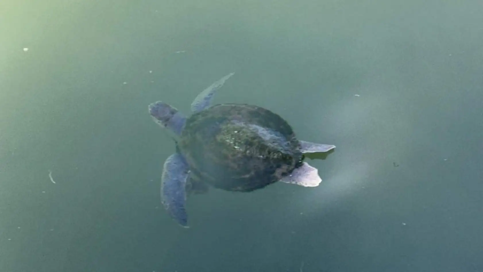 Fethiye'de misinaya dolanan caretta caretta kurtarıldı