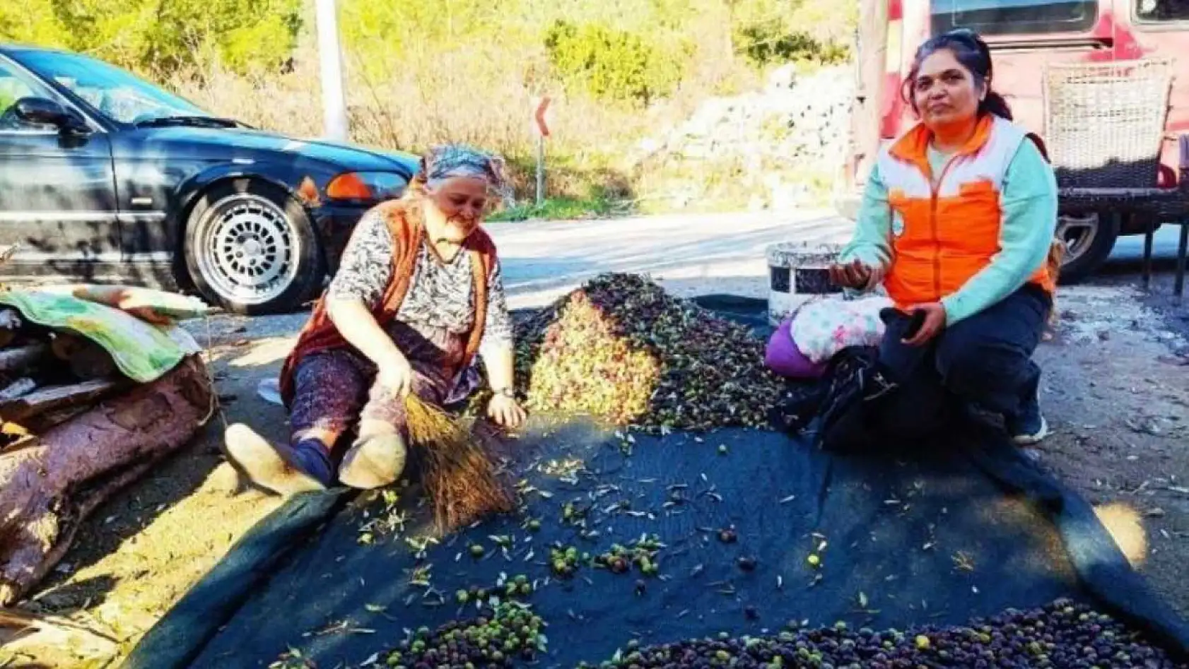 Menteşe'de zeytin üreticilerine yönelik kapsamlı bilgilendirme ve kontrol çalışmaları sürüyor