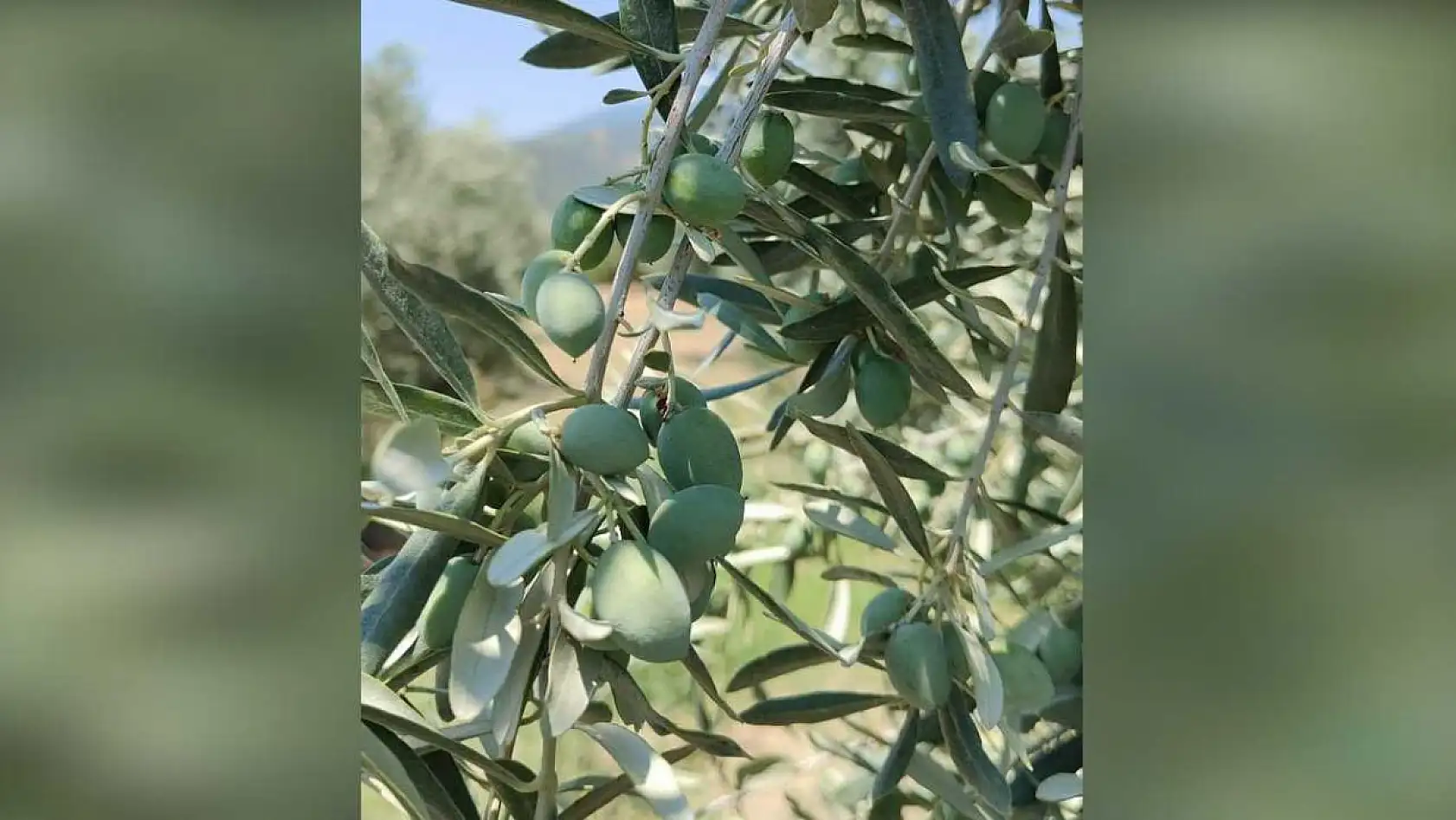Menteşe Göktepe'de zeytinliklerde Entegre Mücadele denetimi