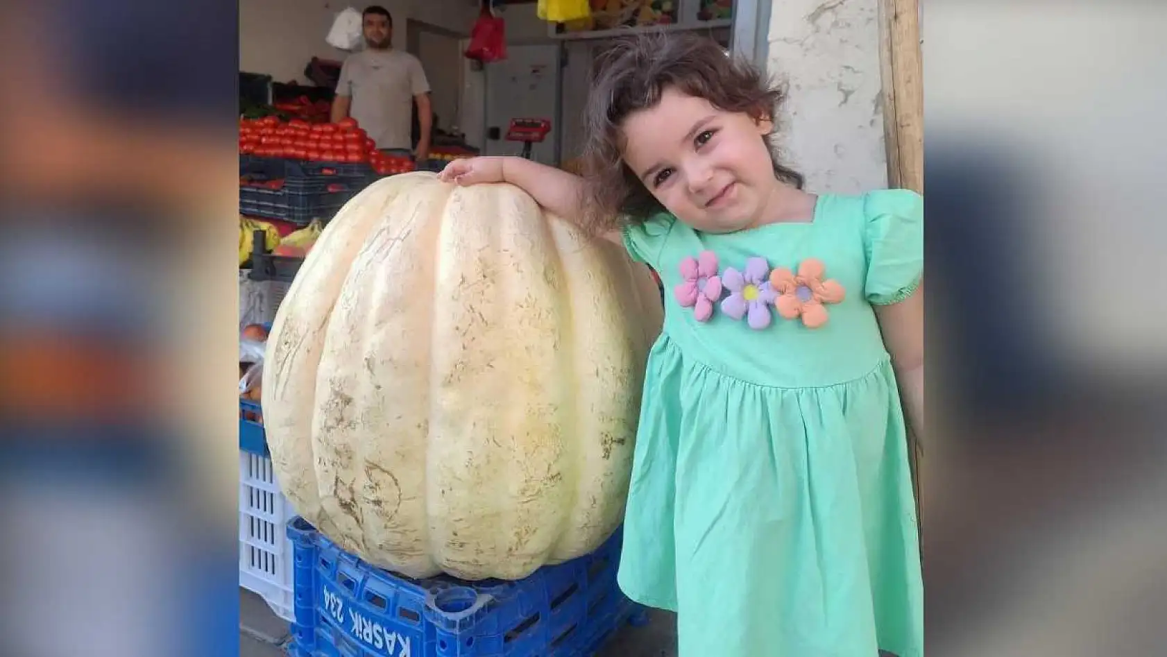 85 Kiloluk Dev Bal Kabağı Herkesi Şaşırttı