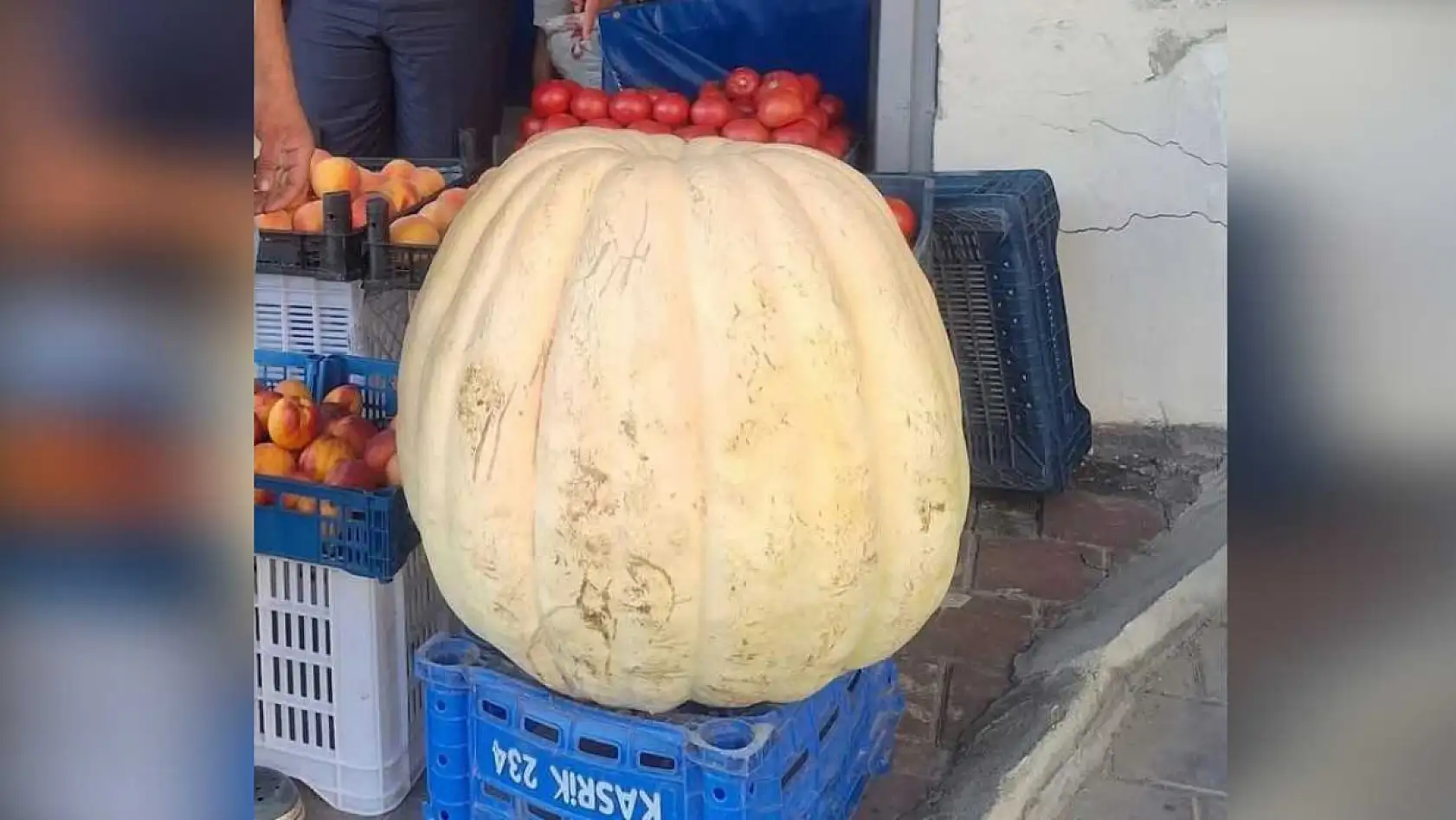 85 Kiloluk Dev Bal Kabağı Herkesi Şaşırttı