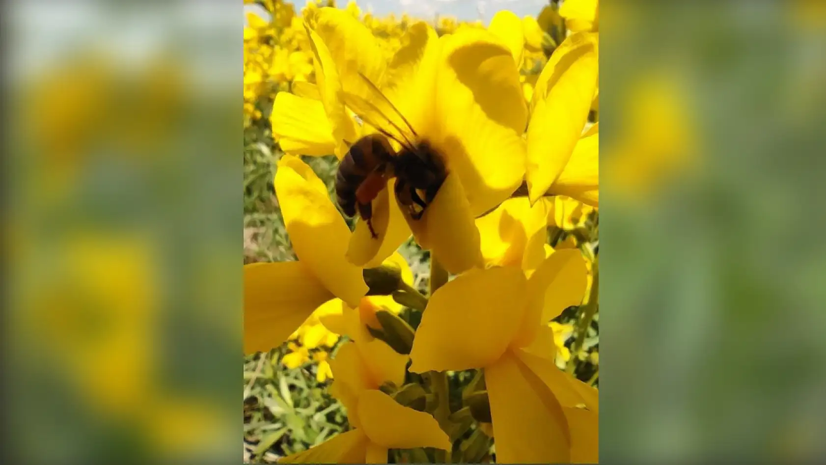 Bu çiçeği koparmanın cezası yarım milyondan fazla