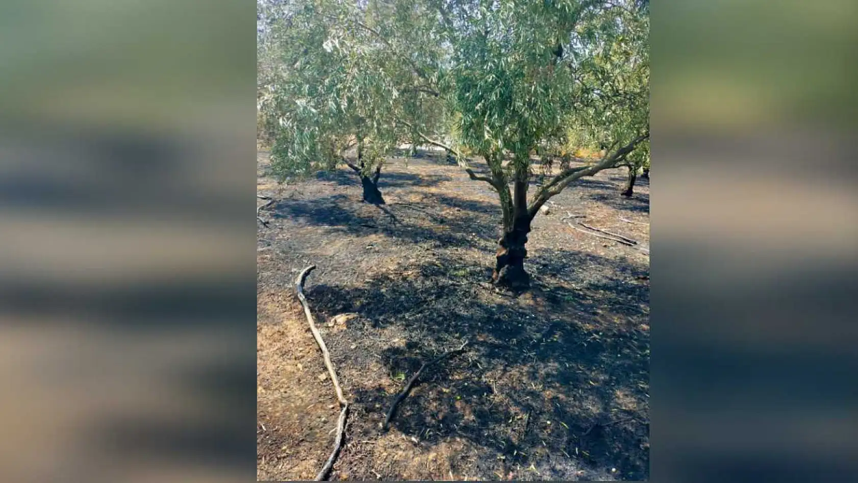 Antalya Kumluca'da Zeytin Bahçesi Kül Oldu