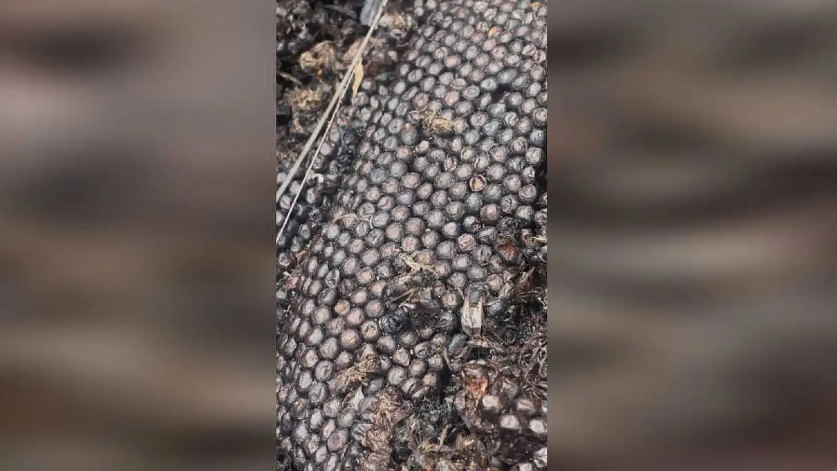 Milyonlarcası ateşe uçtu bir daha geri dönmedi