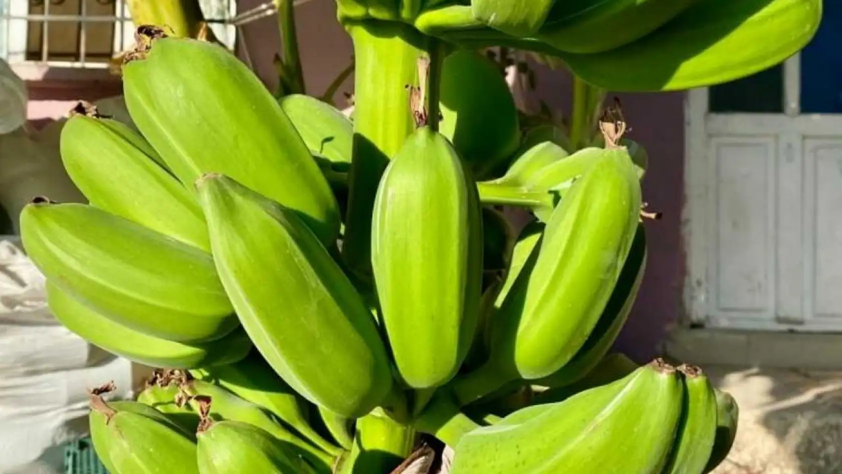 İnat etti, 70 rakımda muz hasadı yaptı