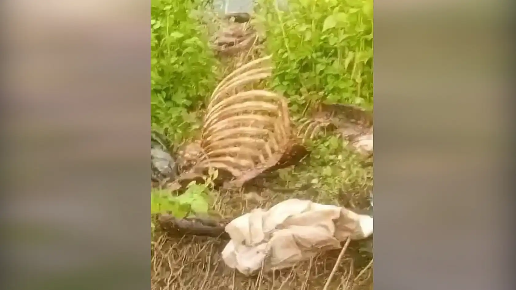 Dere kenarında parçalanmış tek tırnaklı hayvan kemikleri bulundu