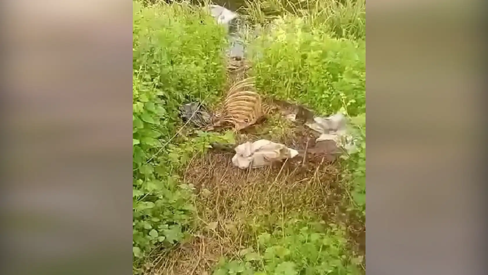 Dere kenarında parçalanmış tek tırnaklı hayvan kemikleri bulundu