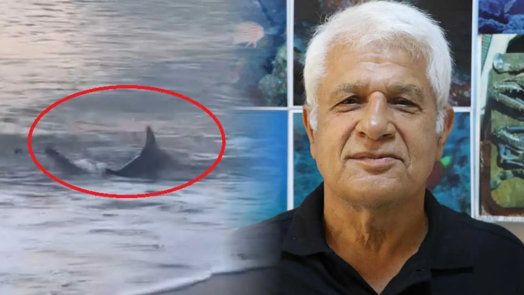 Amatör kıyı balıkçısının oltasına köpek balığı takıldı