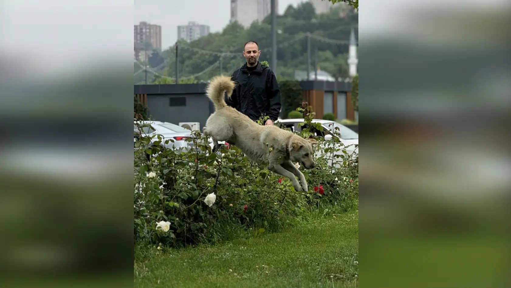 Bankada mahsur kalan köpek alarm sistemini devreye soktu: Çevredekiler hırsız var sandı