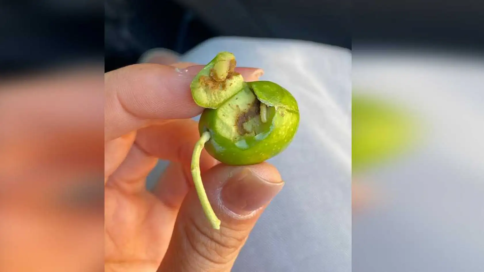 Zeytin üreticileri şokta! Meyveleri kurtlandırıyor