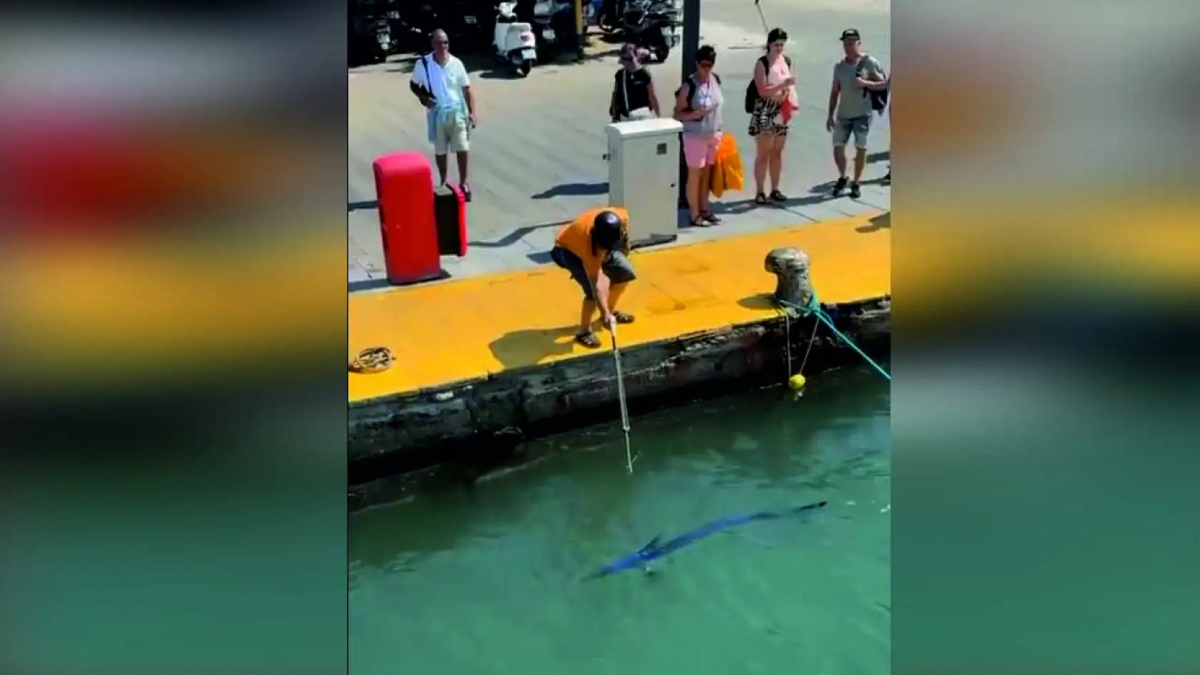 Bodrum'da Nesli Tükenme Tehlikesindeki Mavi Yelken Balığı Zıpkınla Vuruldu
