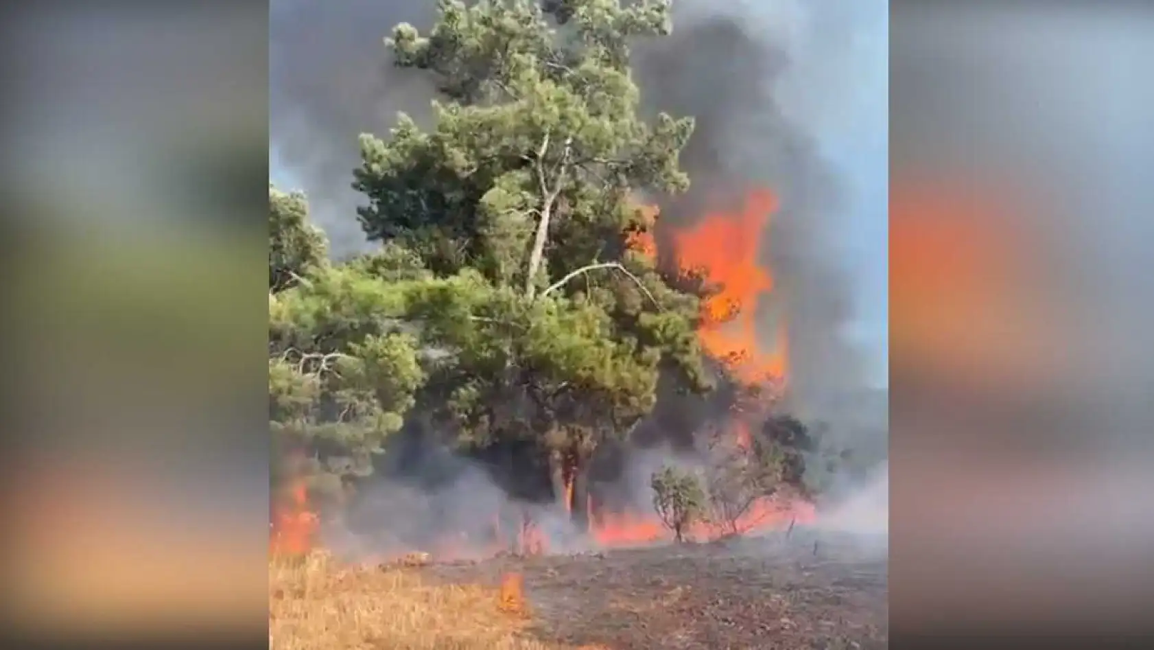 Köyceğiz'de enerji nakil hattına çarpan kuş yangına neden oldu