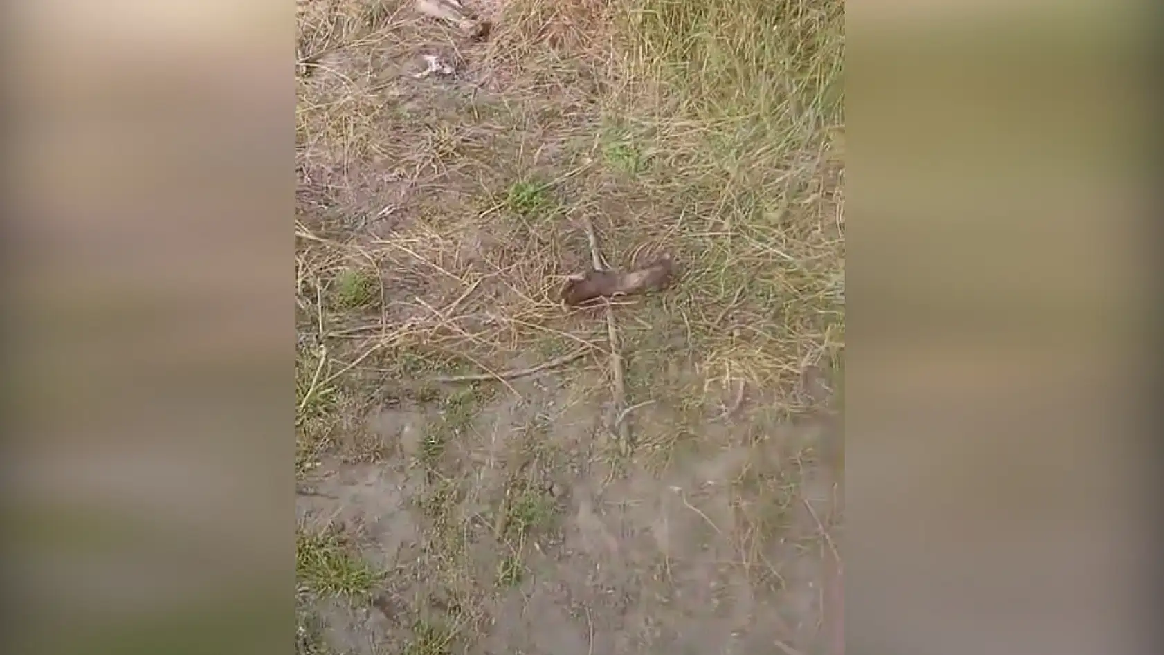 Dere kenarında parçalanmış tek tırnaklı hayvan kemikleri bulundu