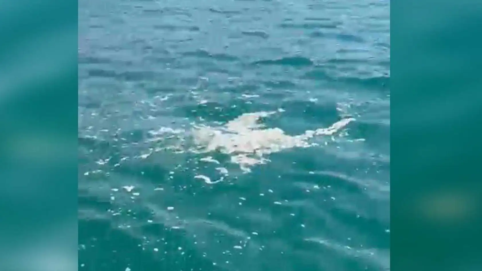 Fethiye Çalış Plajı'nda deniz kirliliği dikkat çekti