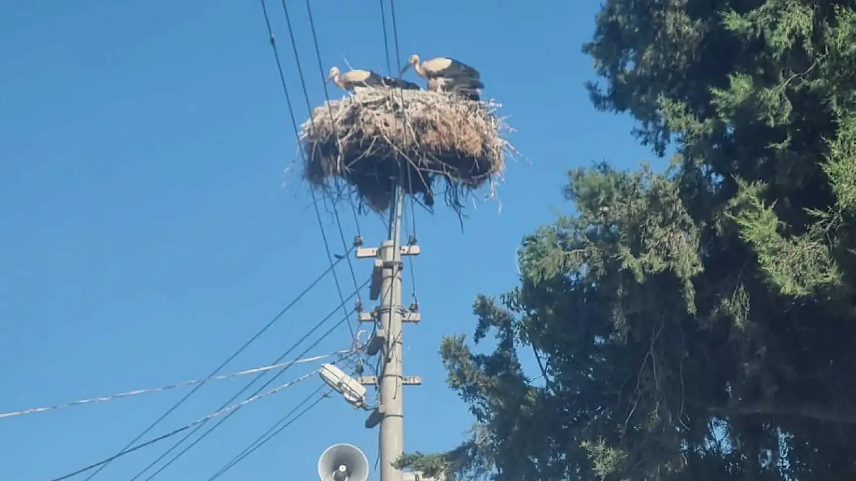 Muğla Büyükşehir'den Leylekler İçin Güvenli Yuva