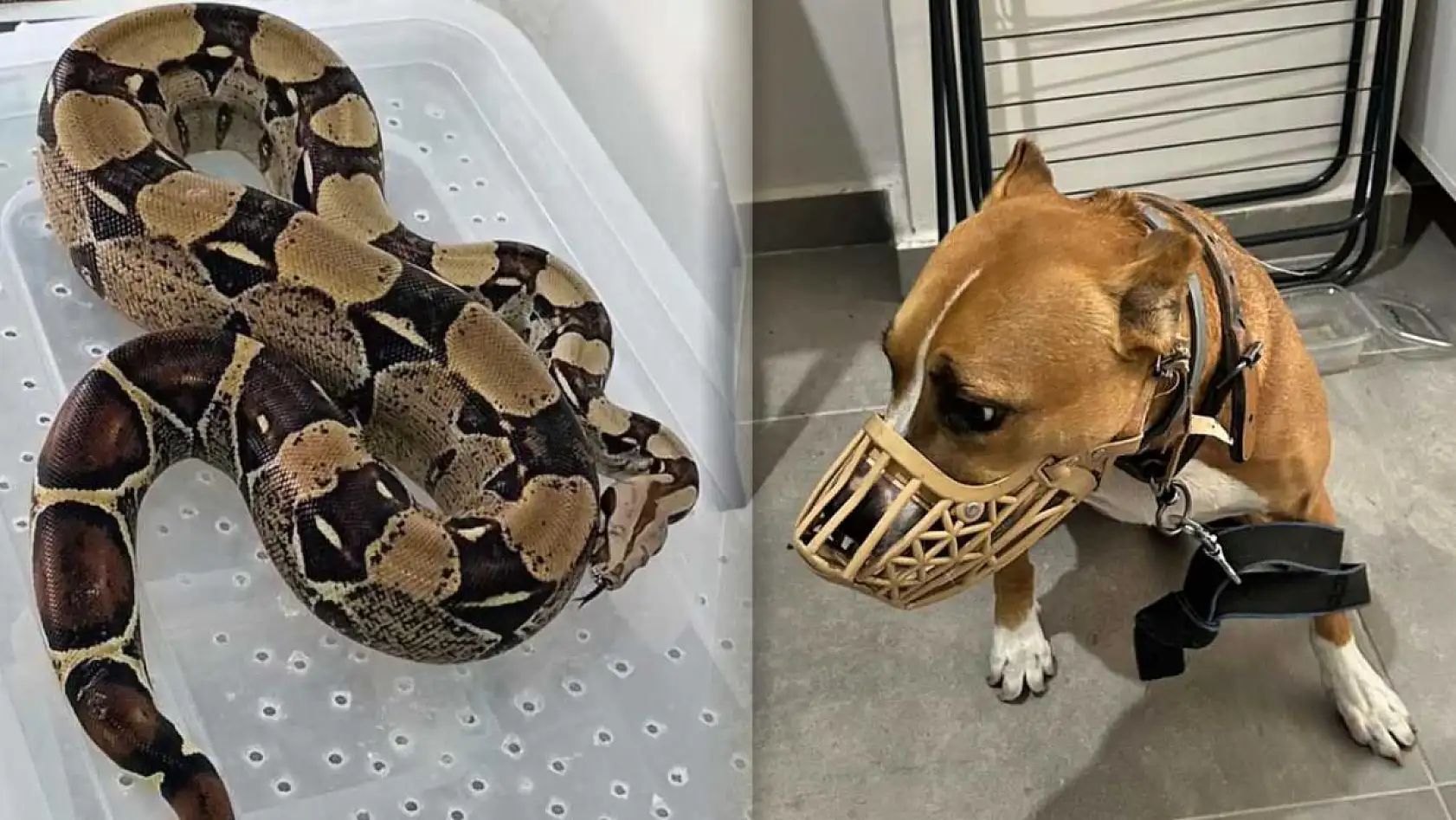 Operasyon yapılan ev hayvanat bahçesi gibi çıktı