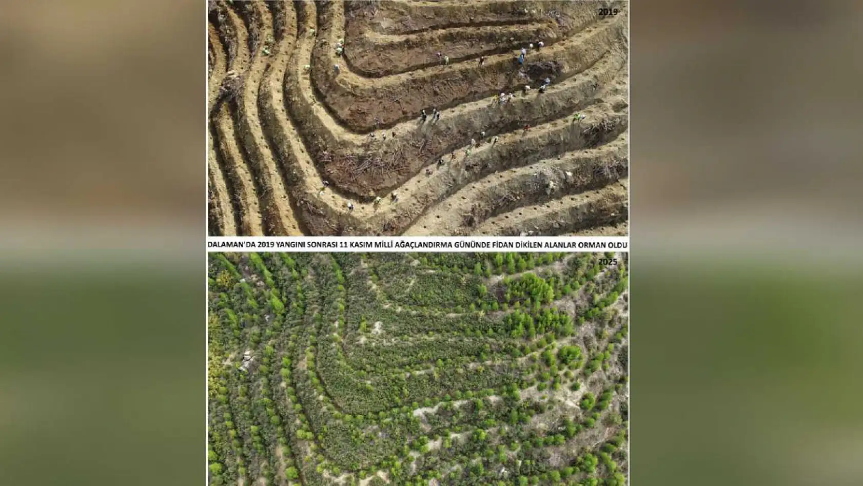 Dalaman Göcek Yangın Sahasında 450 Bin Fidan Toprakla Buluştu