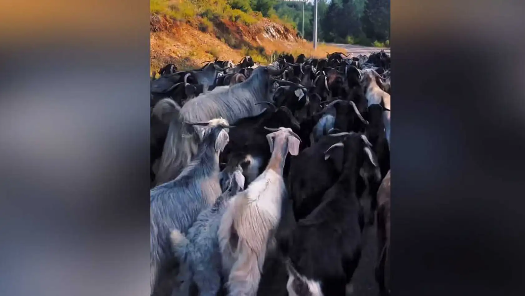 Koray Avcı Göcek tatilinde çobanlık yaptı