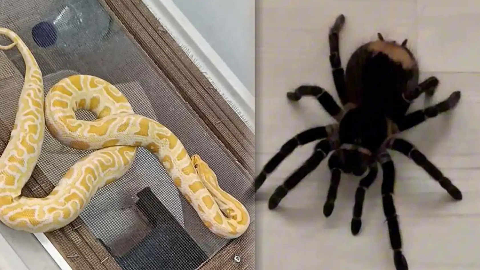 Operasyon yapılan ev hayvanat bahçesi gibi çıktı