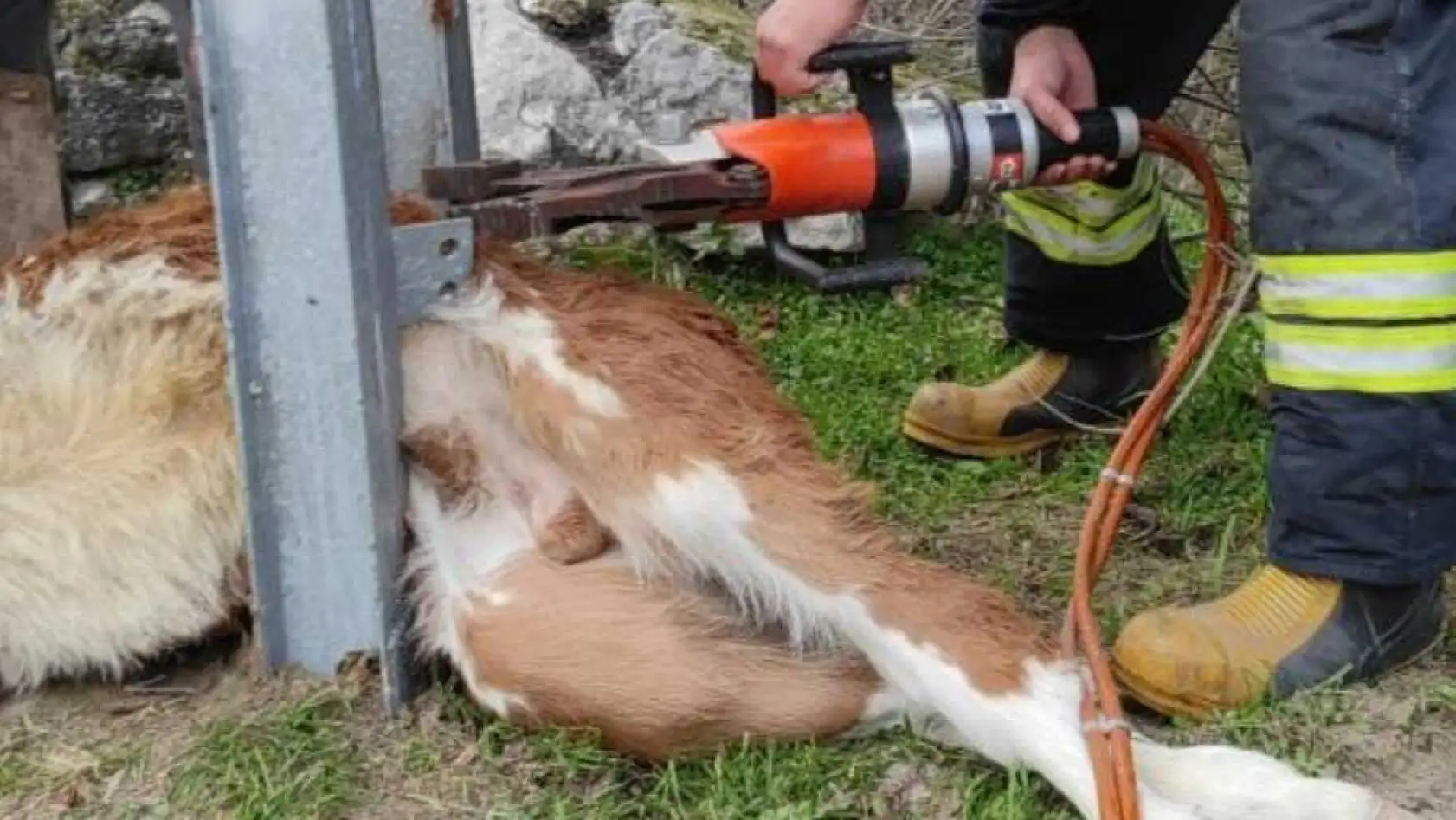 Muğla'da Aydınlatma direğine sıkışan buzağıyı itfaiye ekipleri kurtardı