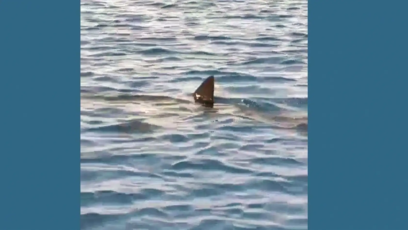 Gökova Körfezinde Beyaz Kum Köpekbalığı sürprizi