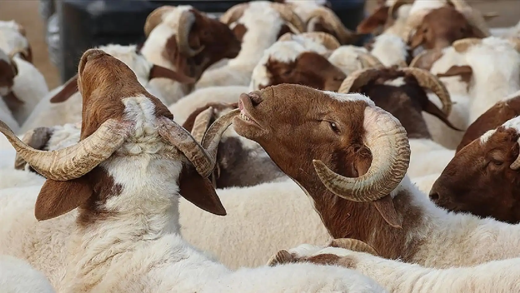 Aldığı kurbanlık ayıplı çıkan vatandaş, manevi tazminat alabilir