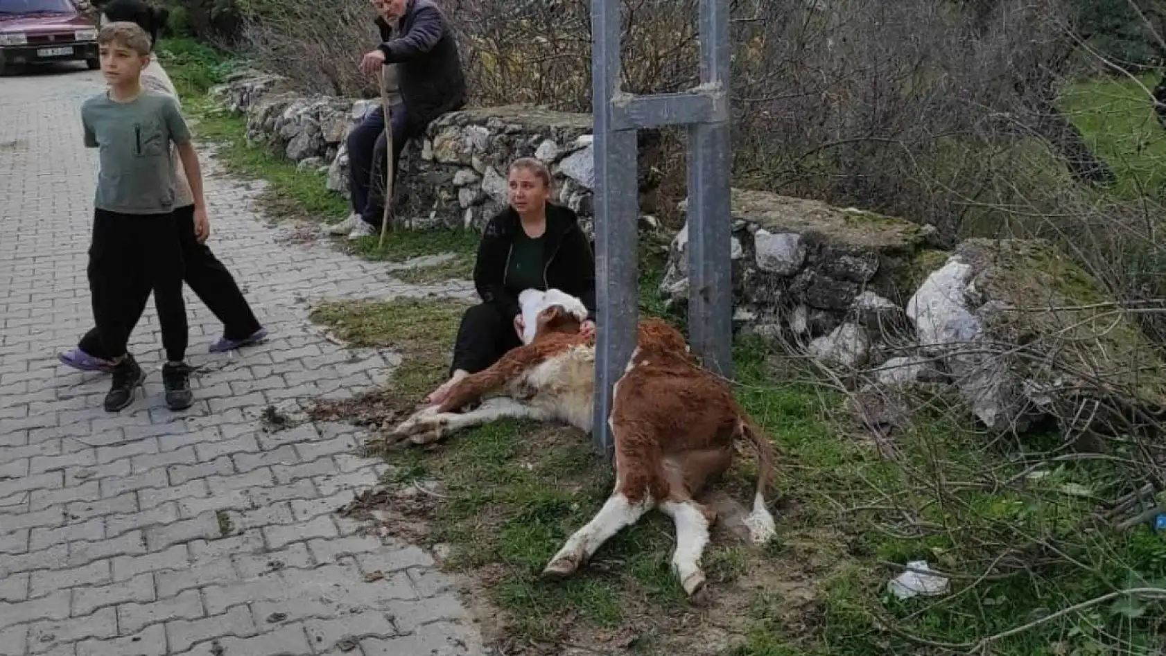 Muğla'da Aydınlatma direğine sıkışan buzağıyı itfaiye ekipleri kurtardı