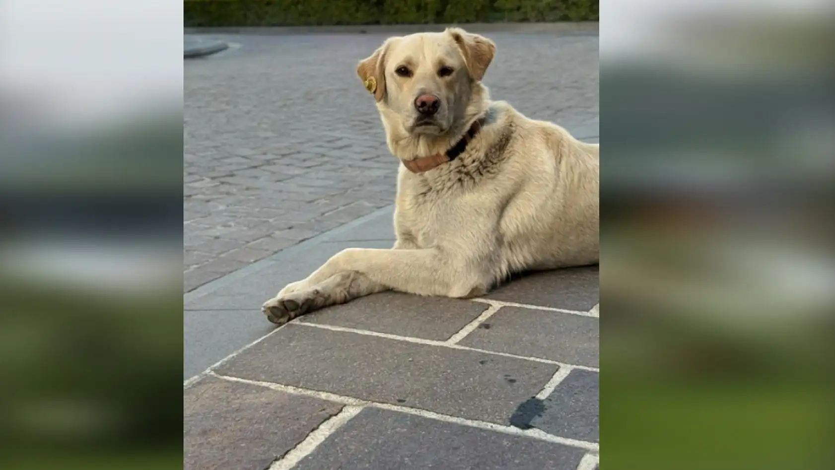 Bankada mahsur kalan köpek alarm sistemini devreye soktu: Çevredekiler hırsız var sandı