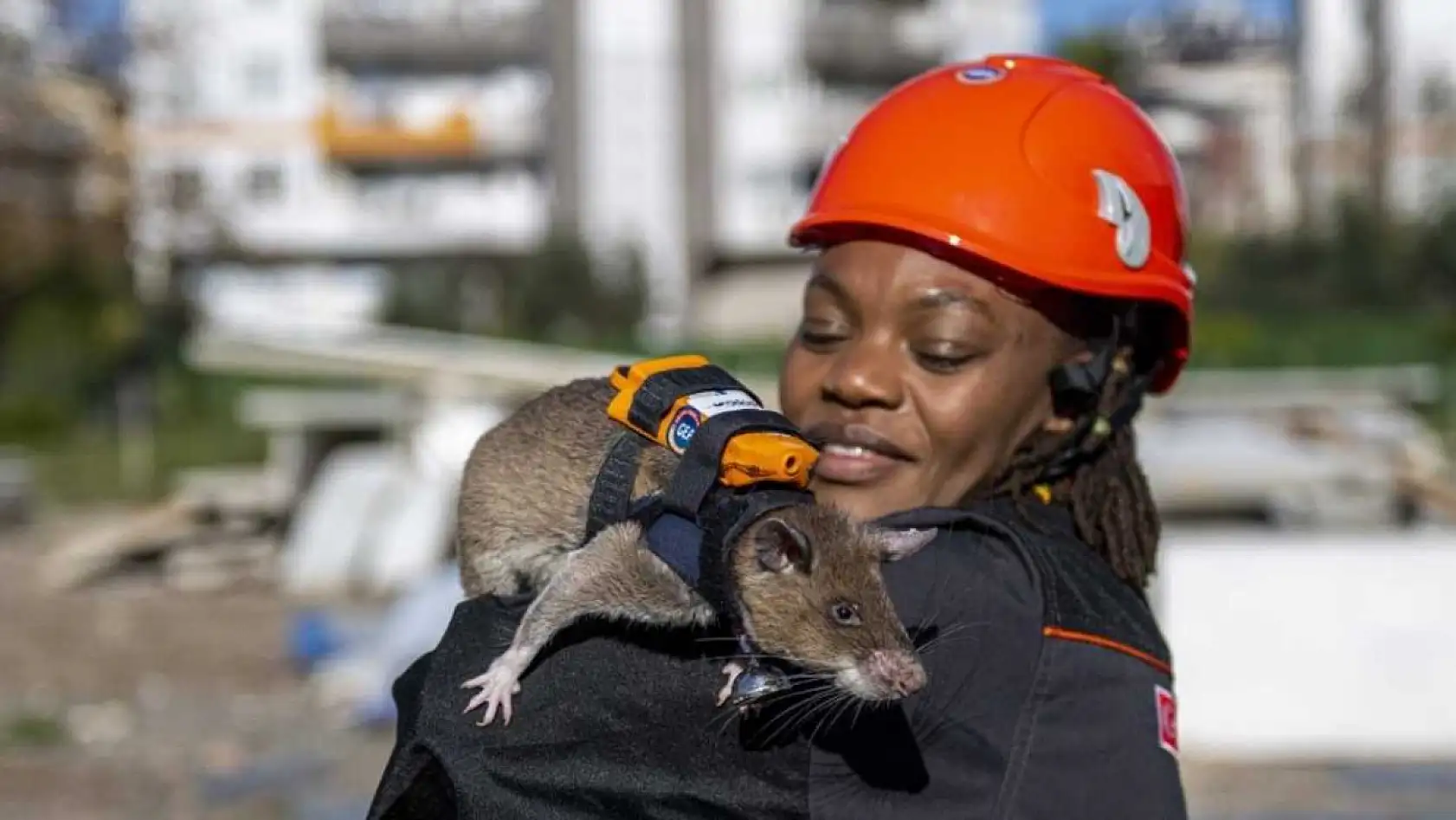 Arama kurtarmada yeni dönem: Enkaz altında kalanları kahraman fareler kurtaracak