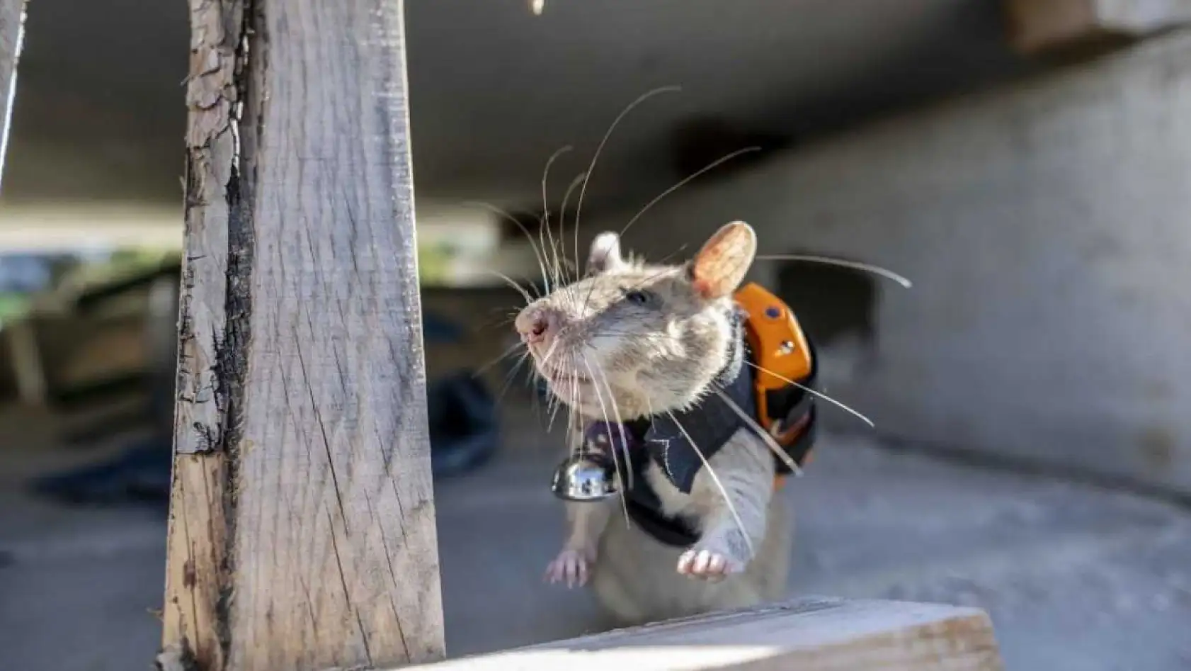 Arama kurtarmada yeni dönem: Enkaz altında kalanları kahraman fareler kurtaracak