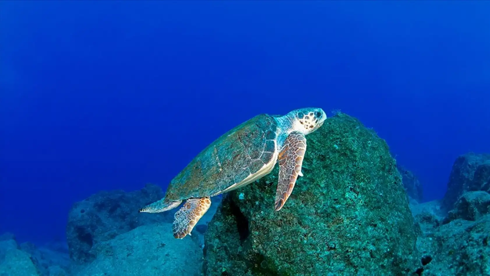 Caretta caretta 'Tuba' ikinci turunda Ege ve Akdeniz'den ayrılmadı