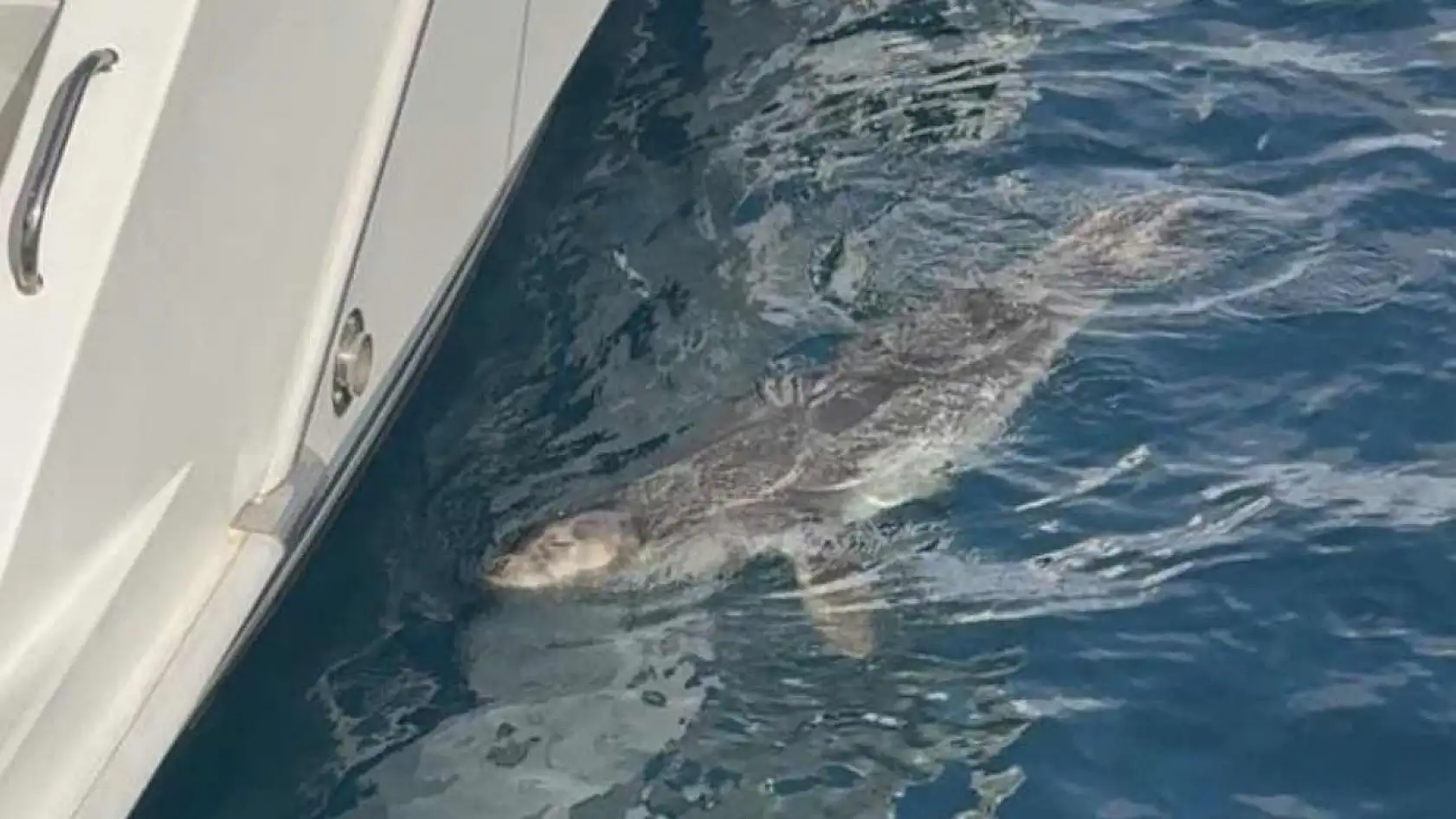 Bodrum'da iskelede fok sürprizi