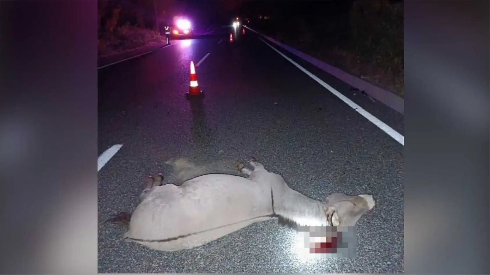 Muğla'da başıboş eşekler kazaya sebep oldu