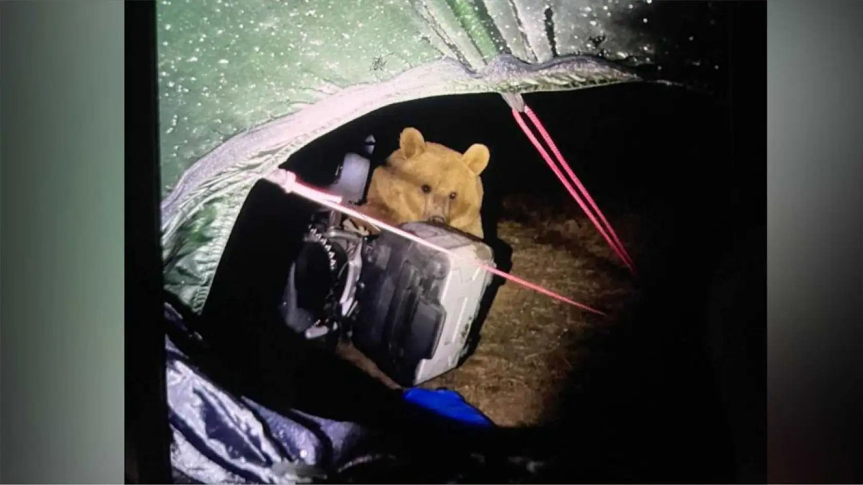 Kamp yapan İngiliz turist ayı saldırısına uğradı