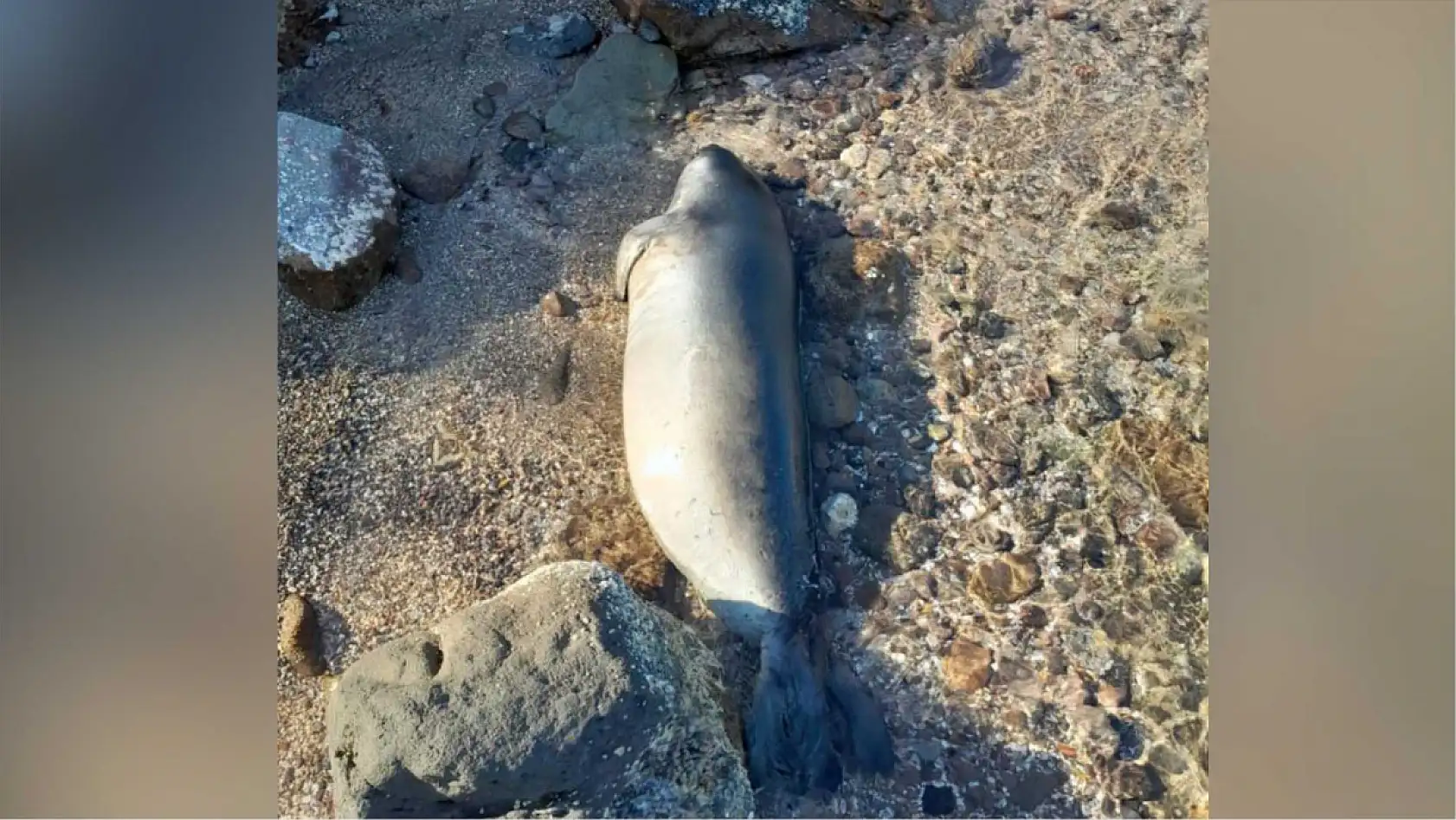 Muğla'da kuyruğundan yaralanmış fok ölü halde kıyıya vurdu