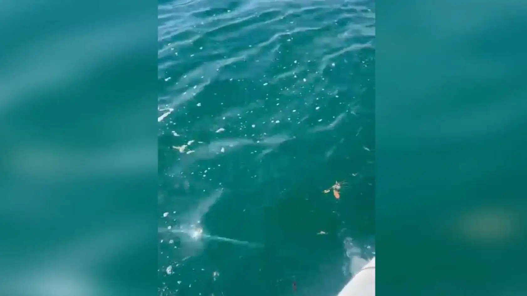 Fethiye Çalış Plajı'nda deniz kirliliği dikkat çekti