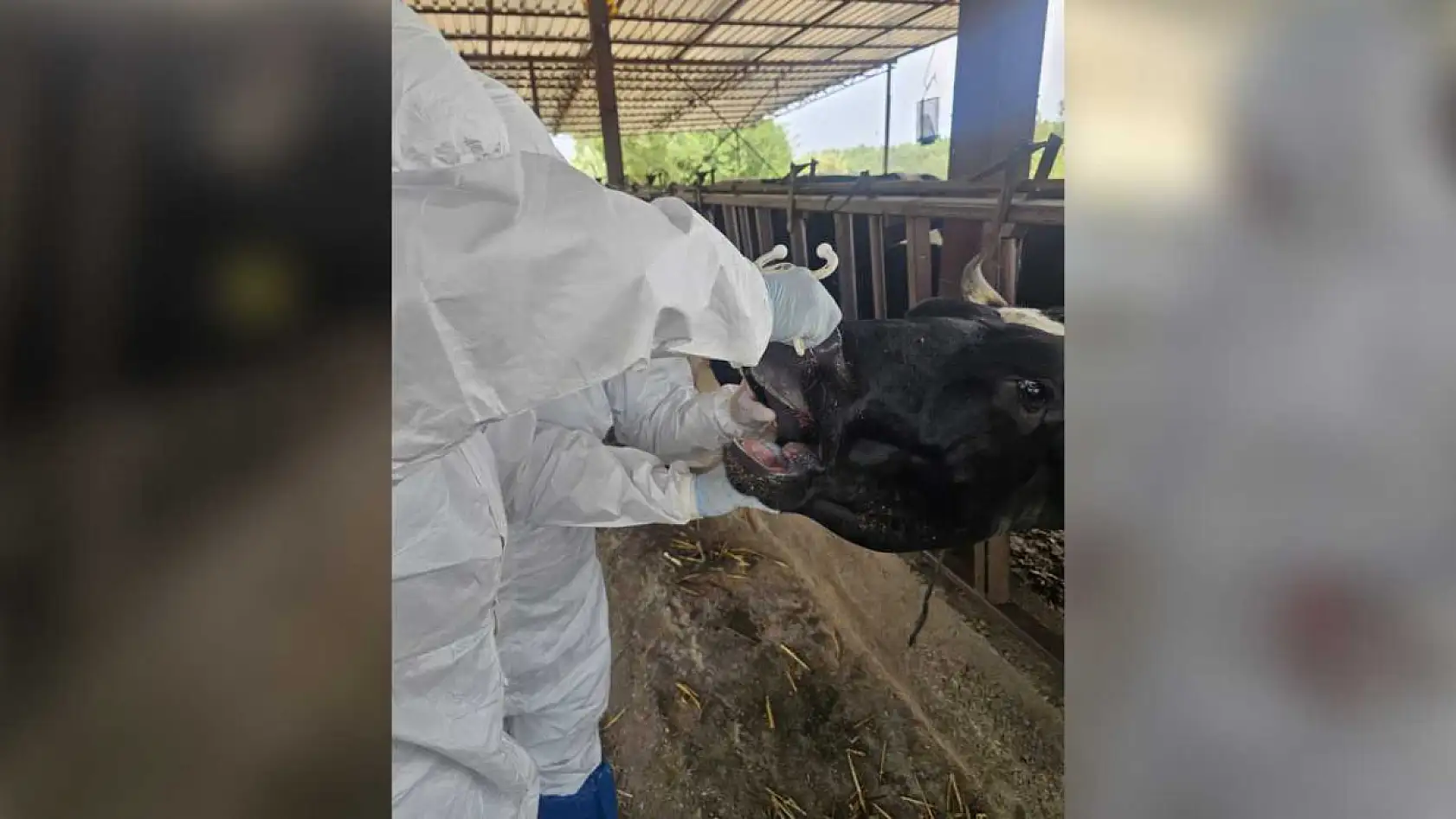 Seydikemer'de Şap Hastalığıyla Mücadele Aralıksız Sürüyor