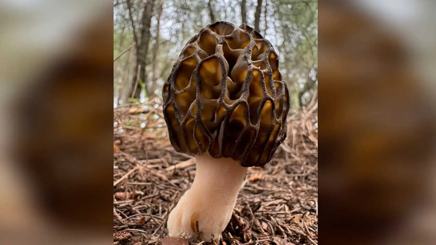 FTSO'dan Restoranlara Çağrı: 'Menülerinizi Coğrafi İşaretli Ürünlerle Zenginleştirin'