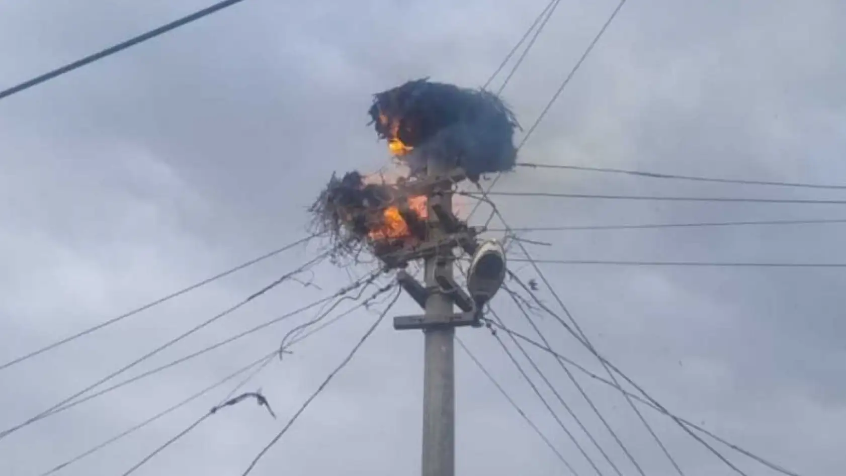 Muğla Büyükşehir'den Leylekler İçin Güvenli Yuva