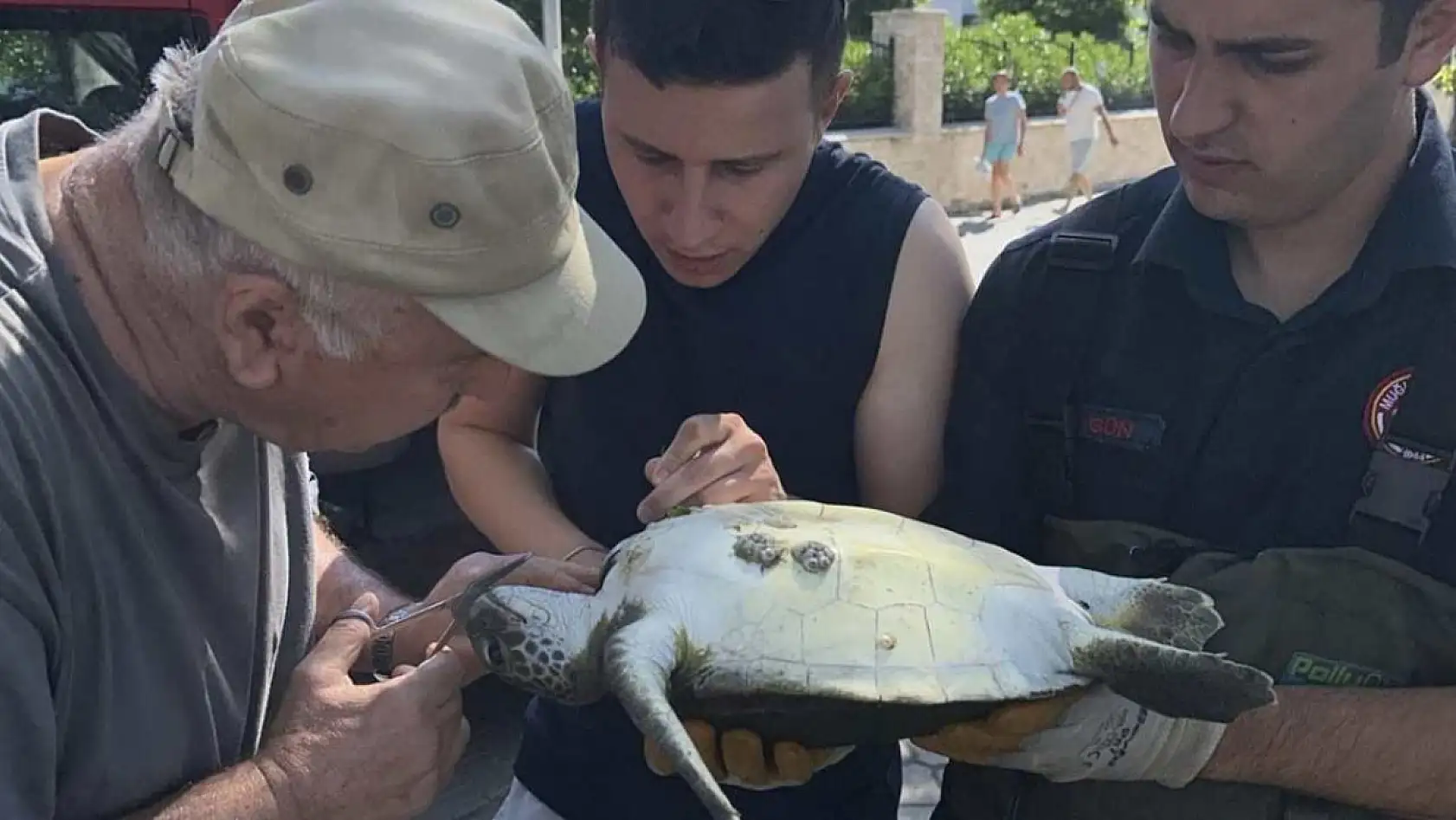 Fethiye'de misinaya dolanan caretta caretta kurtarıldı