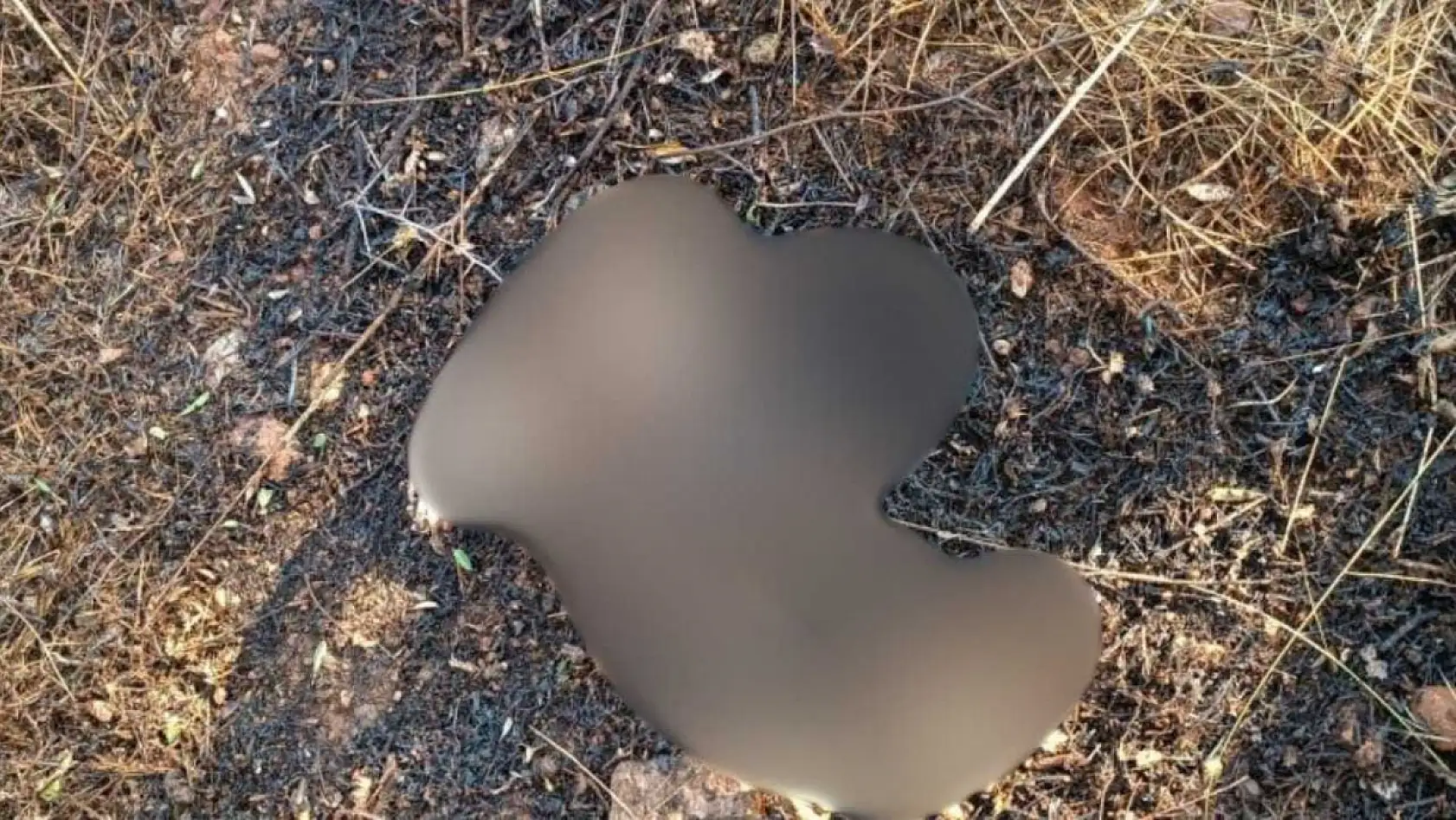 Köyceğiz'de enerji nakil hattına çarpan kuş yangına neden oldu