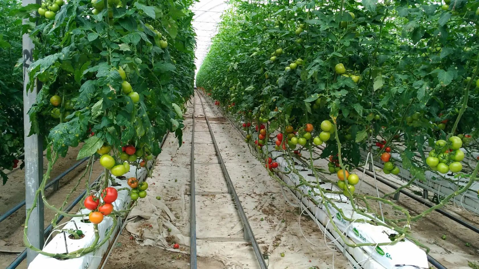 Seydikemer'de yılın ilk  'zirai don' nöbeti başladı