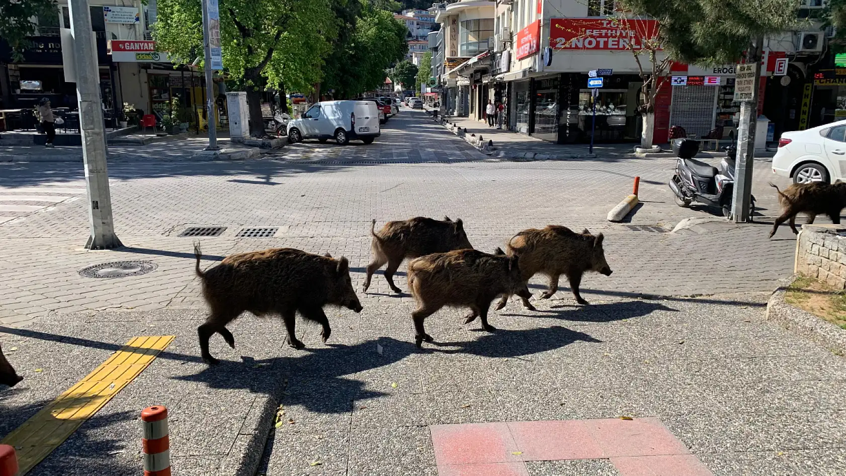 Fethiye'de domuz sürüsü yiyecek aramak için çarşı merkezine indi