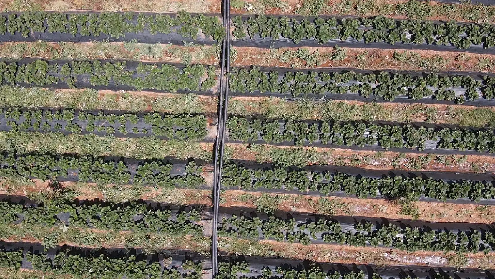 Muğla'da fiyatıyla ve verimiyle yüz güldüren çileğin hasadı yapıldı