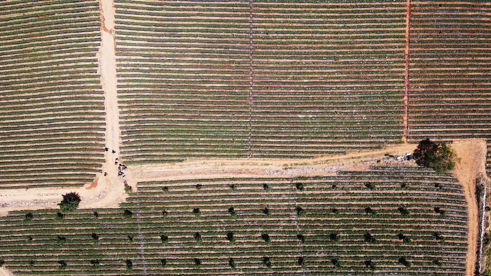 Muğla'da fiyatıyla ve verimiyle yüz güldüren çileğin hasadı yapıldı
