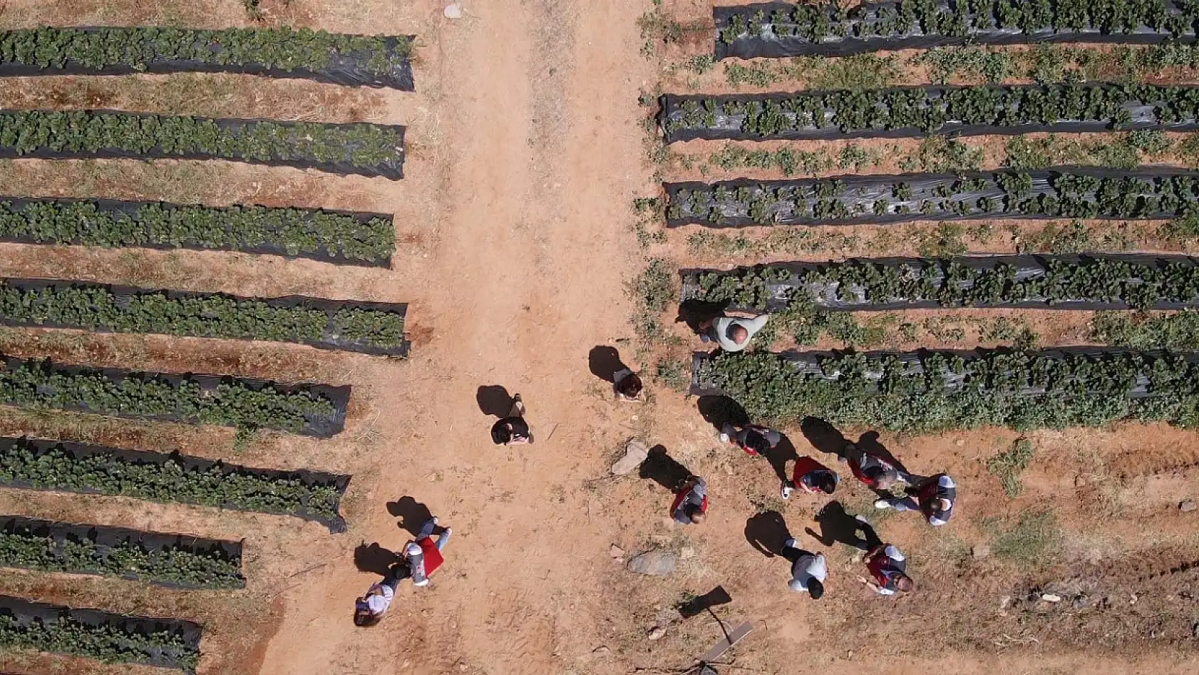 Muğla'da fiyatıyla ve verimiyle yüz güldüren çileğin hasadı yapıldı
