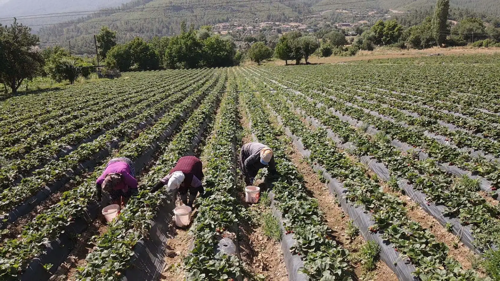 Muğla'da fiyatıyla ve verimiyle yüz güldüren çileğin hasadı yapıldı