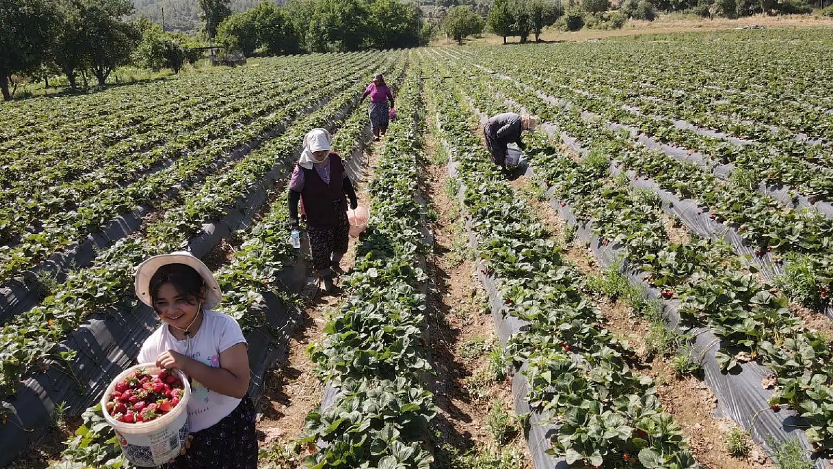 Muğla'da fiyatıyla ve verimiyle yüz güldüren çileğin hasadı yapıldı