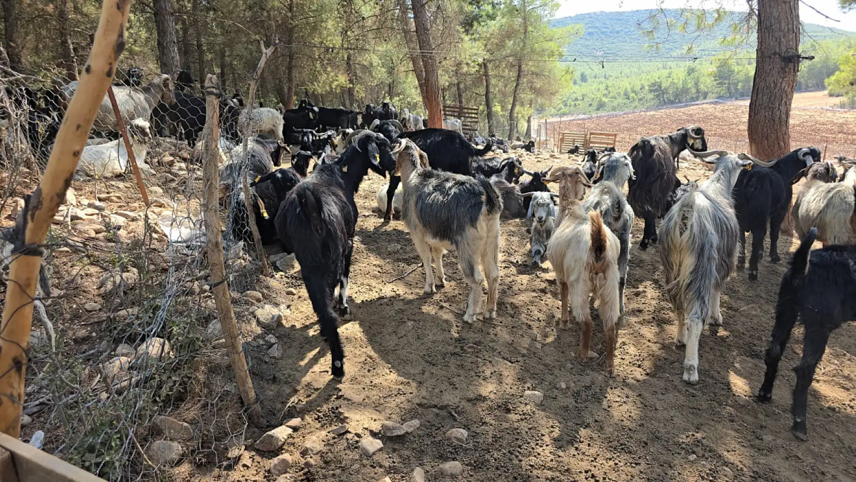 Dumanı halen tüten Yörük Çadırında Dernek